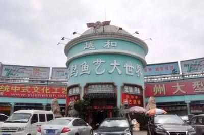 龍魚眼睛有個小白點(diǎn)：龍魚眼睛上出現(xiàn)小白點(diǎn)怎么辦
