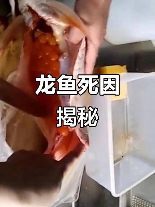死龍魚圖片