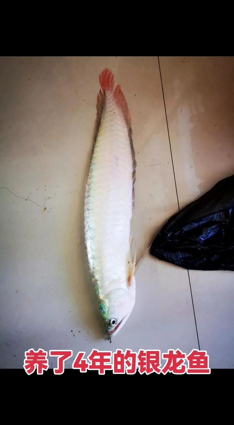 死龍魚圖片