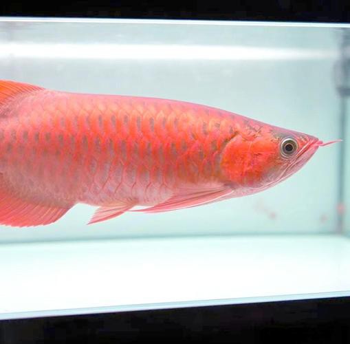 死龍魚圖片