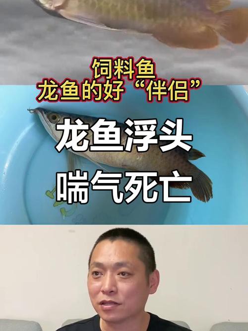 死龍魚圖片