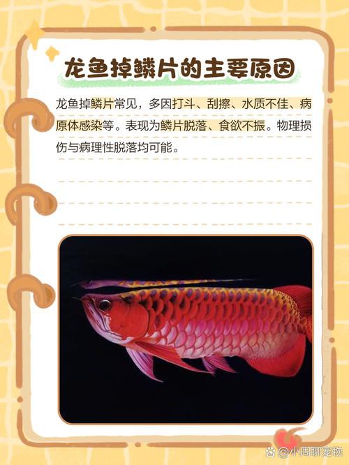 死龍魚圖片