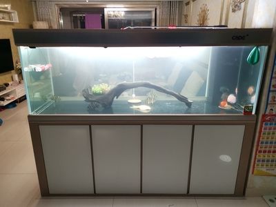 彩蝶魚缸旗艦店是正品嗎 彩蝶魚缸旗艦店是正品嗎 魚缸百科 第3張