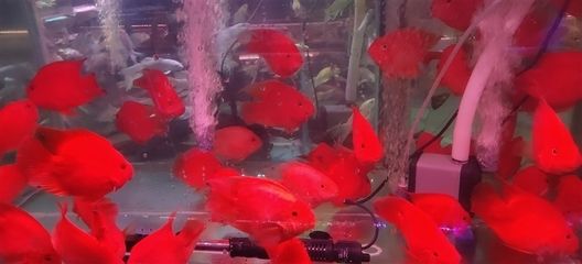 淡水魚缸淡水魚缸消毒法清洗工具淡水魚缸消毒法：淡水魚缸如何消毒