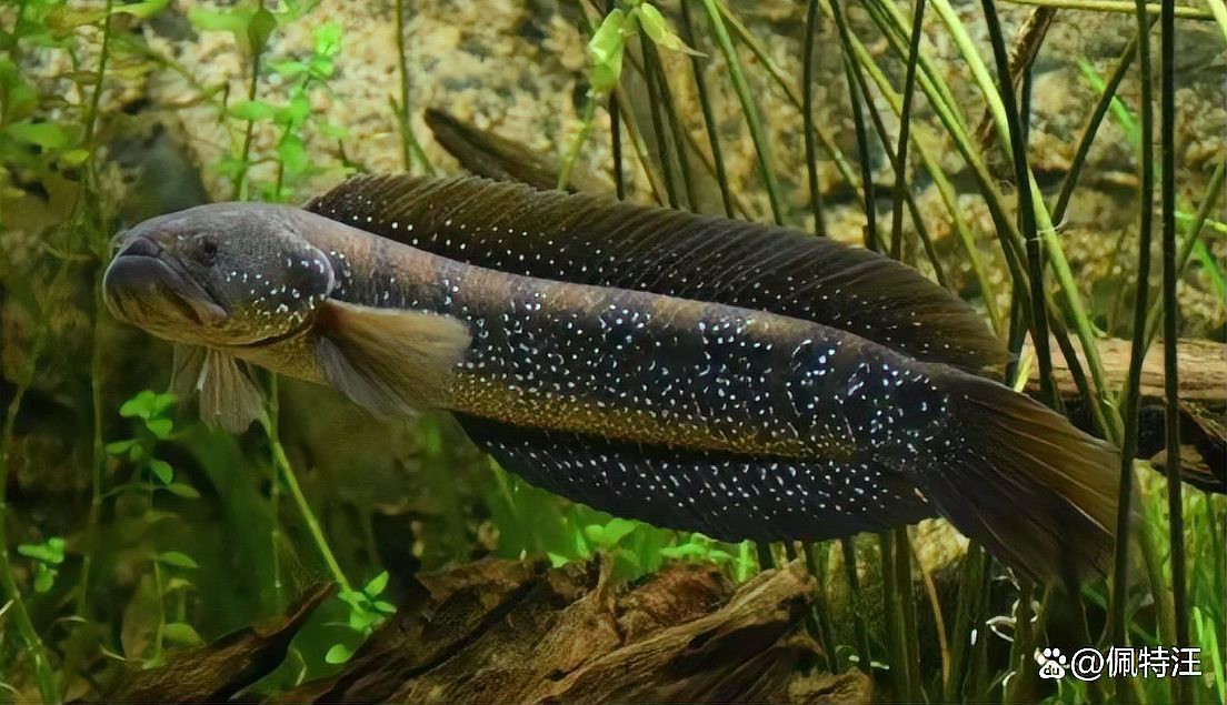 養七星魚不吉利的原因，七星魚養殖前景如何