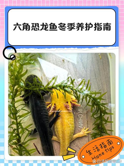 養六角恐龍魚怎么養才好