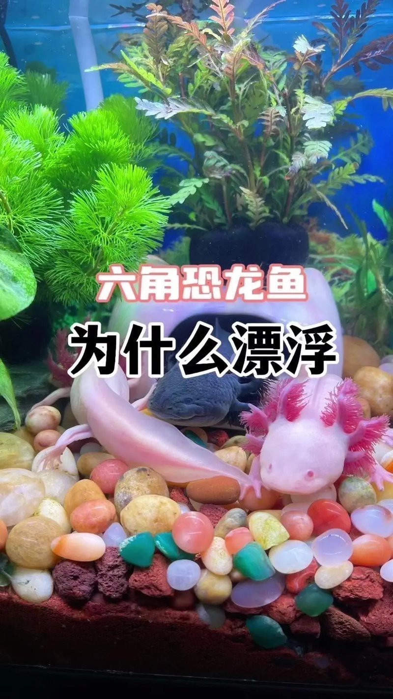 養六角恐龍魚怎么養才好
