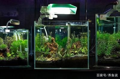 觀賞魚缸的制作方法是幾種常見的制作方法對你有所幫助：如何選擇觀賞魚缸材質