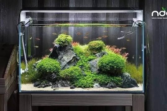 草缸與魚缸的區別：草缸和魚缸和魚缸的區別，草缸和魚缸的區別是什么