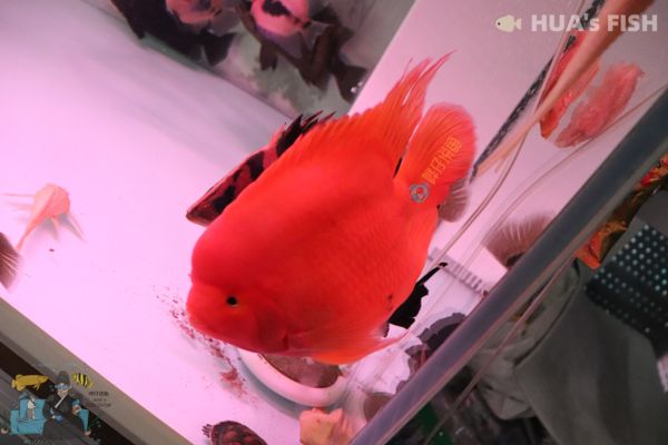 紅鸚鵡魚缸水發黃的原因是什么，紅鸚鵡魚缸水發黃的原因：紅鸚鵡魚缸水發黃怎么辦