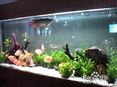 魚缸需要徹底換水嗎（魚缸需要徹底換水嗎魚缸是否需要徹底換水取決于多種因素）