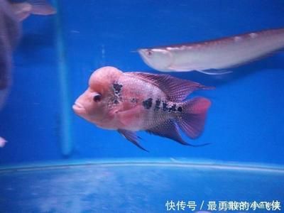 魚缸需要徹底換水嗎（魚缸需要徹底換水嗎魚缸是否需要徹底換水取決于多種因素）