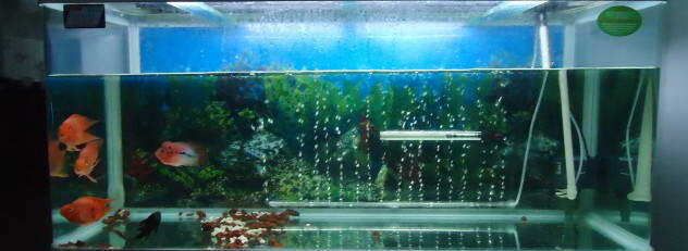 魚缸需要徹底換水嗎（魚缸需要徹底換水嗎魚缸是否需要徹底換水取決于多種因素）