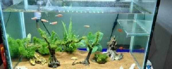 魚缸需要徹底換水嗎（魚缸需要徹底換水嗎魚缸是否需要徹底換水取決于多種因素）