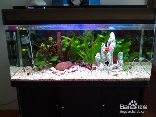 小魚缸過濾器安裝方法：小魚缸過濾器的安裝方法