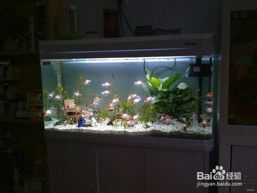 底濾魚缸造景的技巧：底濾魚缸的造景技巧