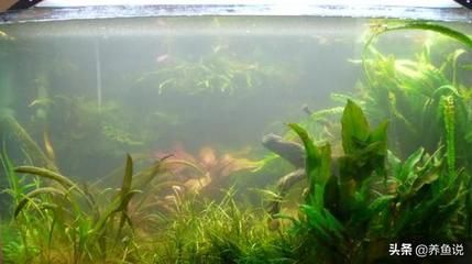 魚缸水變渾濁的原因及解決辦法視頻（關(guān)于魚缸水變渾濁的原因及解決辦法）