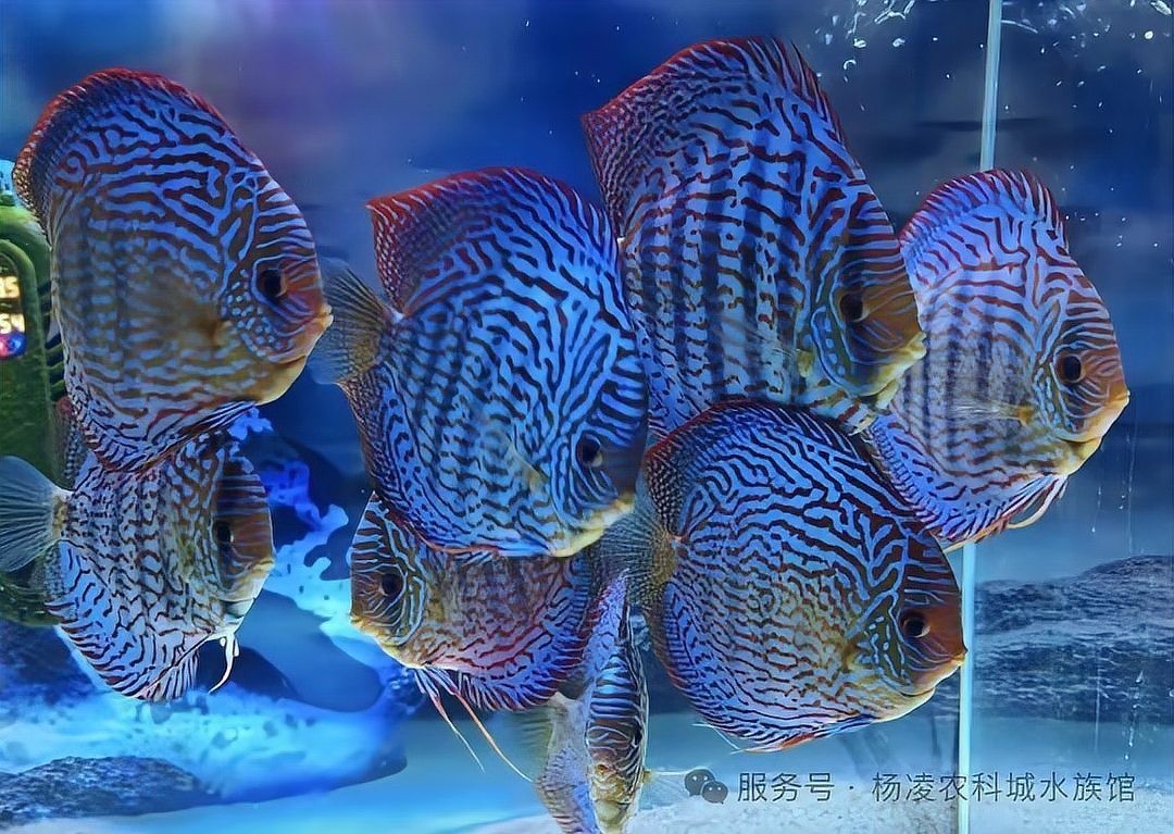 龍魚做檢疫用必定清可以嗎 龍魚做檢疫用必定清可以嗎 龍魚百科 第3張