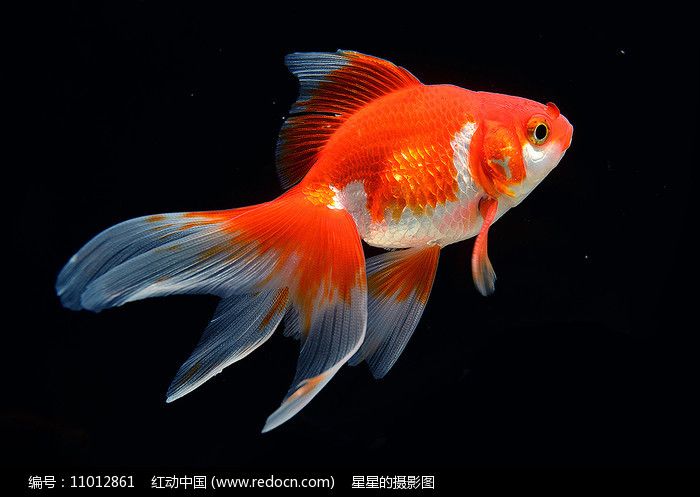 金魚和龍魚混養：金魚和龍魚可以混養嗎