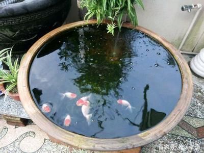 古法養(yǎng)魚的基礎(chǔ)知識：古法養(yǎng)魚與現(xiàn)代養(yǎng)魚對比古法養(yǎng)魚與現(xiàn)代養(yǎng)魚在理念和技術(shù)上有著顯著的區(qū)別