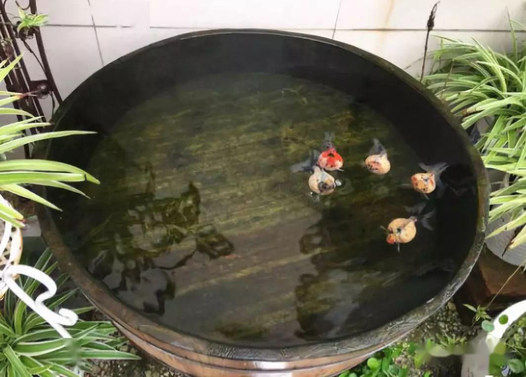 古法養(yǎng)魚的基礎(chǔ)知識：古法養(yǎng)魚與現(xiàn)代養(yǎng)魚對比古法養(yǎng)魚與現(xiàn)代養(yǎng)魚在理念和技術(shù)上有著顯著的區(qū)別
