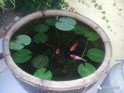 古法養(yǎng)魚的基礎(chǔ)知識：古法養(yǎng)魚與現(xiàn)代養(yǎng)魚對比古法養(yǎng)魚與現(xiàn)代養(yǎng)魚在理念和技術(shù)上有著顯著的區(qū)別