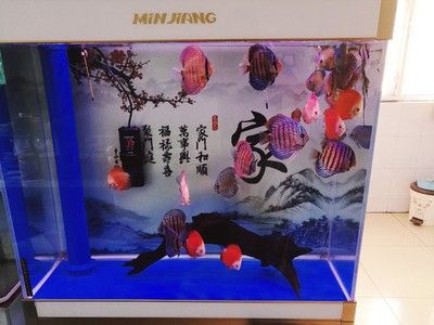 魚缸造景教程：風景魚缸制作視頻教程，風景魚缸制作視頻教程：風景魚缸制作教程