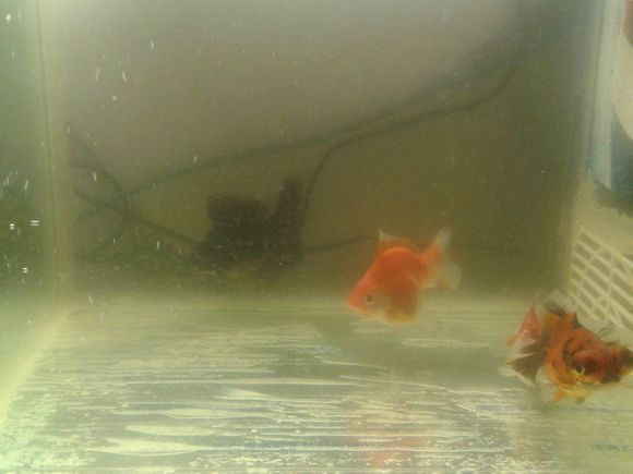 魚缸換水后水發(fā)混是由于多種原因引起的，如何預(yù)防魚缸水發(fā)混的關(guān)鍵：如何預(yù)防魚缸水發(fā)混