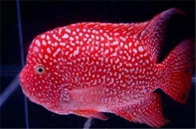 魚缸換水后水發(fā)混是由于多種原因引起的，如何預(yù)防魚缸水發(fā)混的關(guān)鍵：如何預(yù)防魚缸水發(fā)混