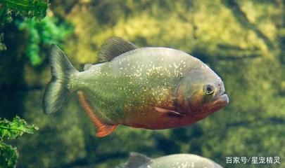 龍魚吃活食要注意什么：龍魚吃活食需要注意這些事項以確保龍魚的健康和幸福成長