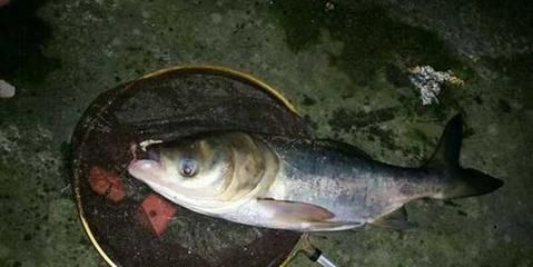 野釣龍魚：野釣龍魚最佳季節，龍魚餌料選擇指南 野釣龍魚：野釣龍魚最佳季節，龍魚餌料選擇指南 龍魚百科 第4張
