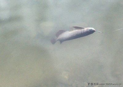 野釣龍魚：野釣龍魚最佳季節，龍魚餌料選擇指南 野釣龍魚：野釣龍魚最佳季節，龍魚餌料選擇指南 龍魚百科 第5張