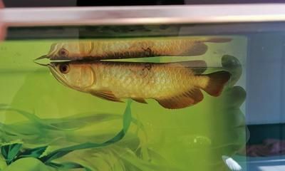 野釣龍魚：野釣龍魚最佳季節，龍魚餌料選擇指南 野釣龍魚：野釣龍魚最佳季節，龍魚餌料選擇指南 龍魚百科 第3張