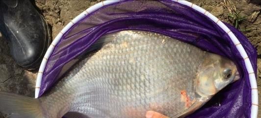 野釣龍魚：野釣龍魚最佳季節，龍魚餌料選擇指南 野釣龍魚：野釣龍魚最佳季節，龍魚餌料選擇指南 龍魚百科 第1張