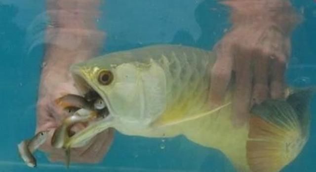 棗莊薛城區陶莊鎮佳麗水族店