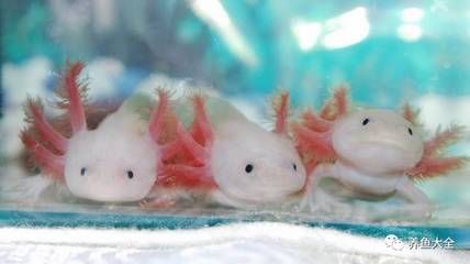 六角恐龍魚如何飼養（六角恐龍魚的飼養方法）