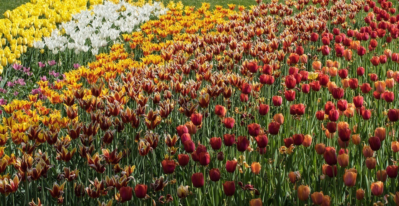 昌吉市花之都花卉店