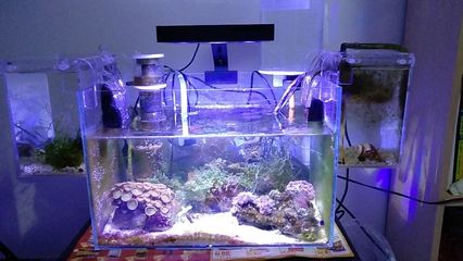 海水生態魚缸的使用年限和養護技巧：海水生態魚缸使用年限