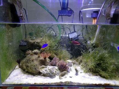 海水生態魚缸的使用年限和養護技巧：海水生態魚缸使用年限