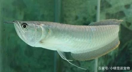 龍魚對水溫的要求是什么意思 龍魚對水溫的要求是什么意思 龍魚百科 第3張