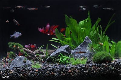 最好魚缸燈