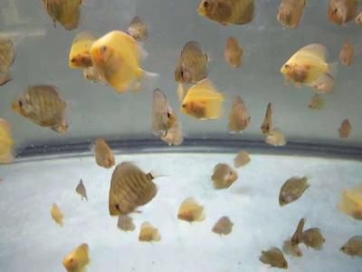 最好魚缸燈