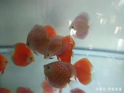 最好魚缸燈