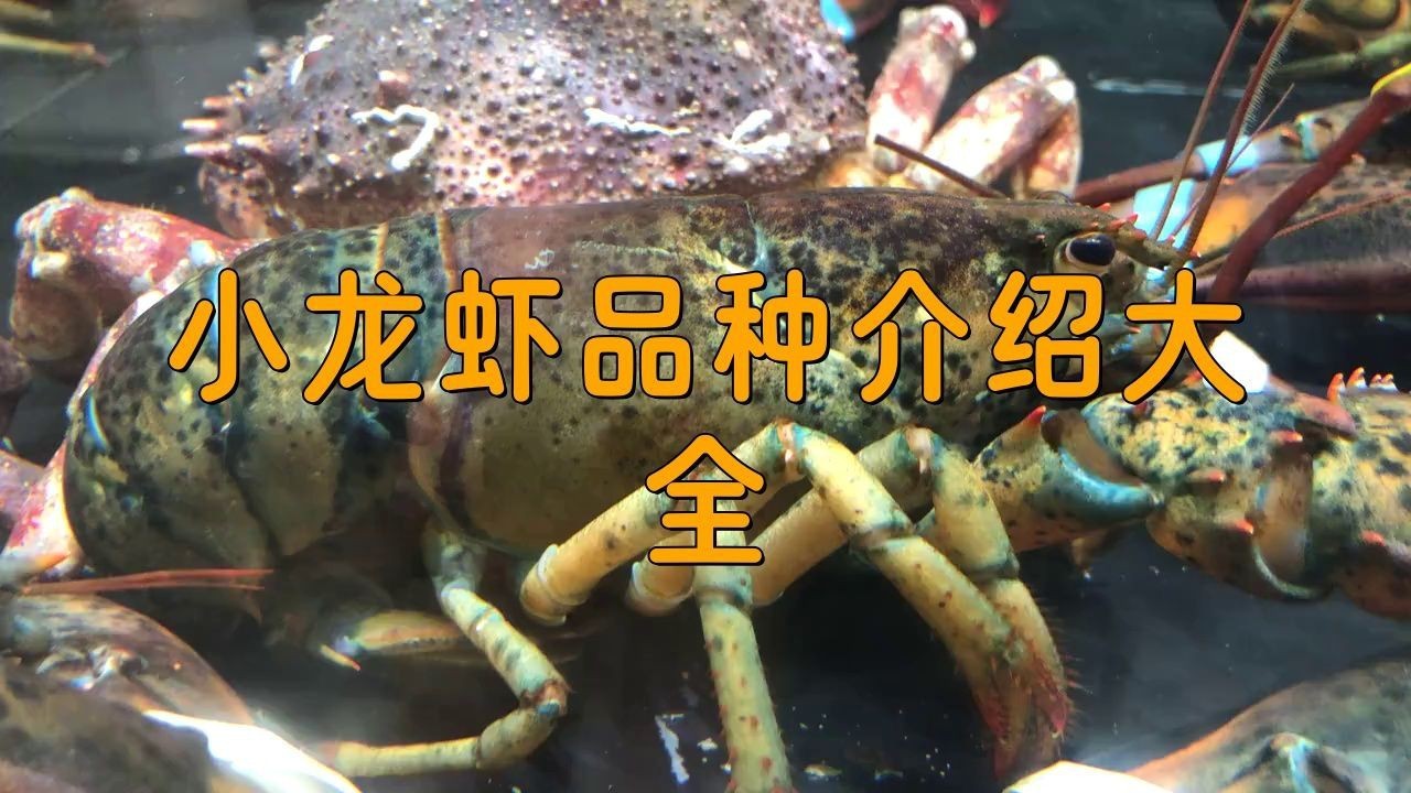 龍蝦最好的三個品種