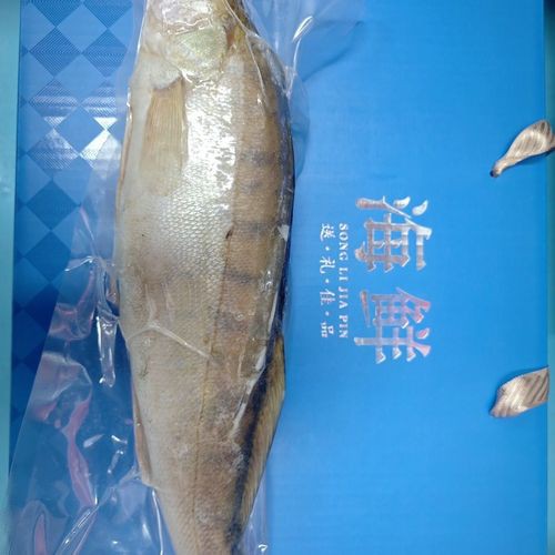 天山龍魚圖片高清大圖欣賞