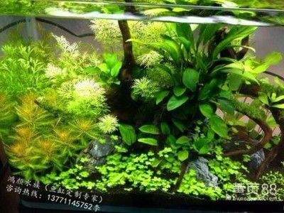 淡水魚缸改造海水魚缸好嗎（淡水魚缸改海水缸的注意事項(xiàng)）