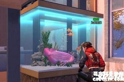 淡水魚缸改造海水魚缸好嗎（淡水魚缸改海水缸的注意事項(xiàng)）
