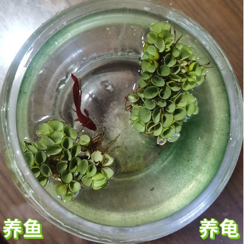 葫蘆（水葫蘆）在魚缸造景中的重要地位如何科學養護水葫蘆：水葫蘆在魚缸造景中的作用