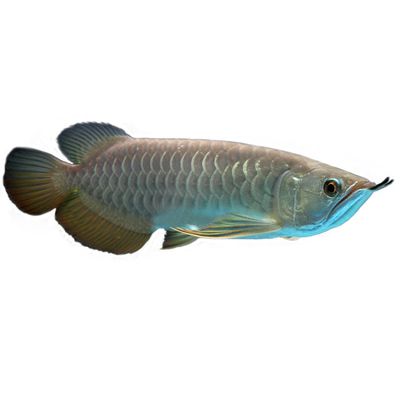 金龍魚畫畫，金龍魚簡筆畫入門教程