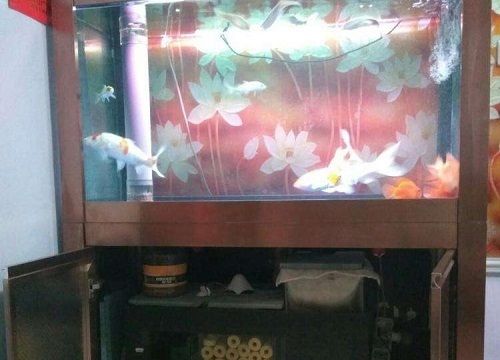 魚缸下水管噪音大怎么辦？：底濾魚缸下水管出現轟隆轟隆聲怎么辦？